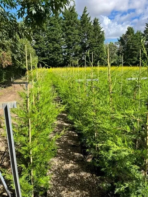 Leylandii Dark Green 170 to 180 cms, 20 x 10 ltr pots, great hedging plants