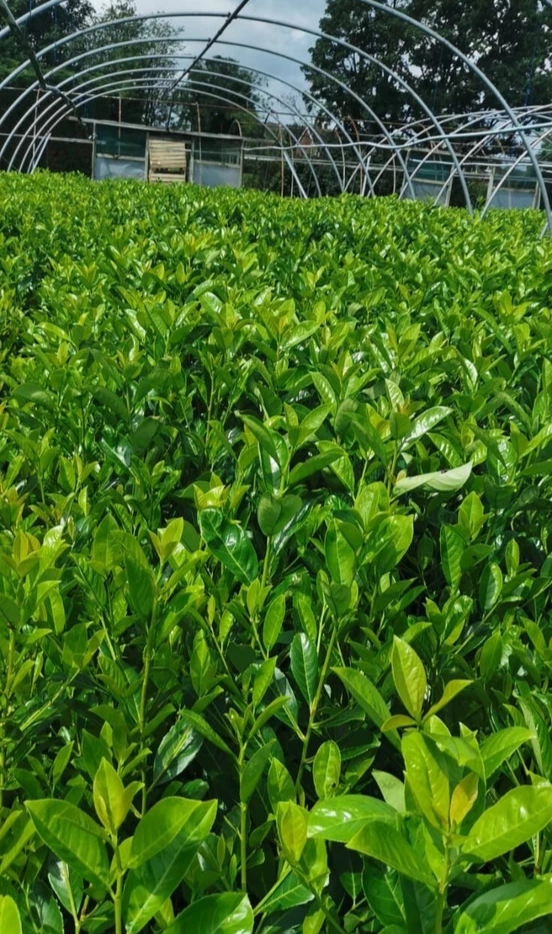 10 Cherry Laurel Hedging 3-4ft Evergreen Plants 2L Pot