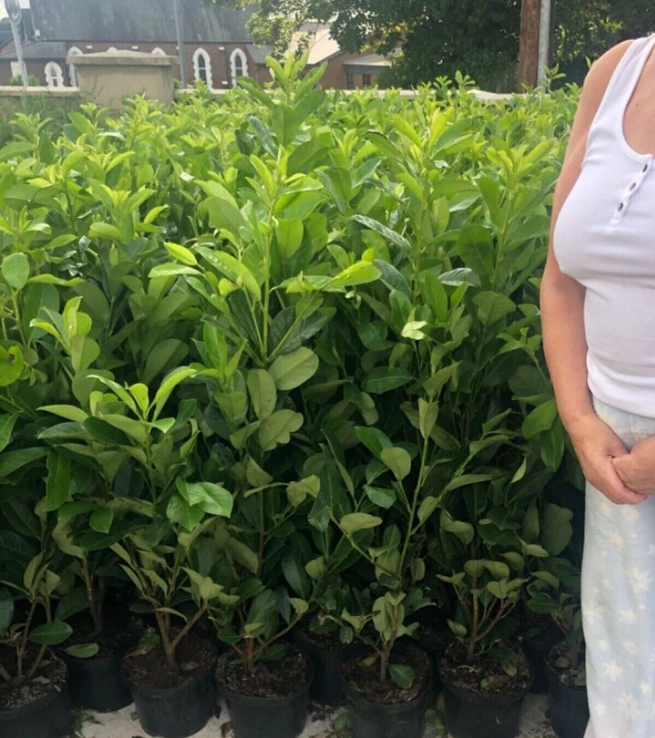 Prunus Cherry Laurel Hedging Plants 4ft+(4-5ft) Large Pack of 10 in 3 Litre Pots