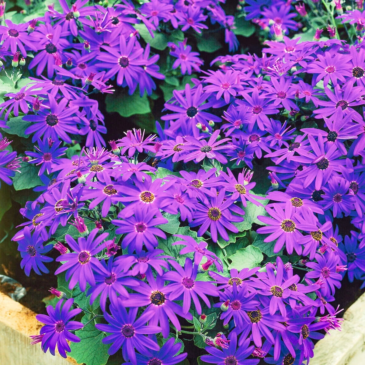 Senetti Deep Blue | Evergreen Perennial Summer Flowering Garden Plant in 2L Pot
