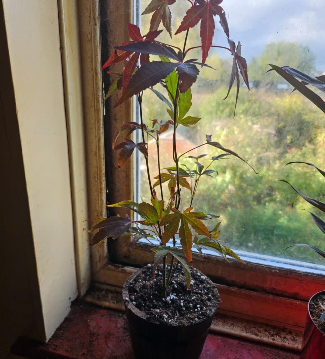 Red Purple Japanese Maple 2 years old bonsai starter. Incredible autumn colour!