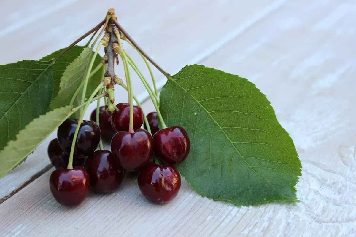 Cherry Tree - Prunus avium 'Regina' - Patio Fruit Tree 2-3ft in 5 Litre Pot