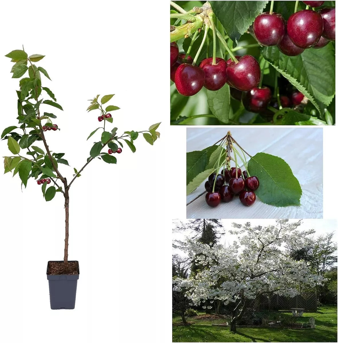 Cherry Tree - Prunus avium 'Regina' - Patio Fruit Tree 2-3ft in 5 Litre Pot