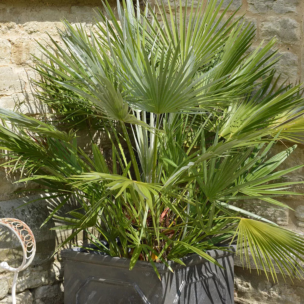 Chamaerops European Fan Palm Tree Extra Large 4ft Plant in a 10 Litre Pot