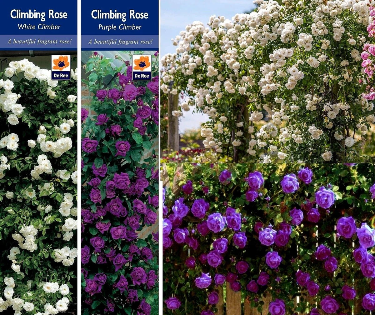 2 CLIMBING ROSE BUSHES PURPLE & WHITE FRAGRANT BARE ROOTED GARDEN PLANT SHRUBS