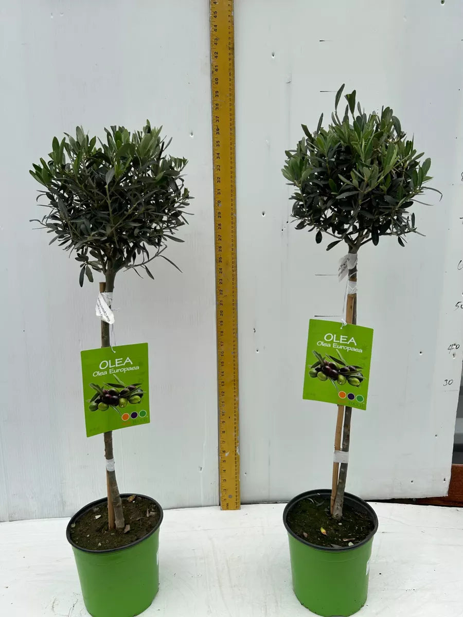 Pair of Olive trees standard Olea europaea approx 90cm inc. pot Royalcart