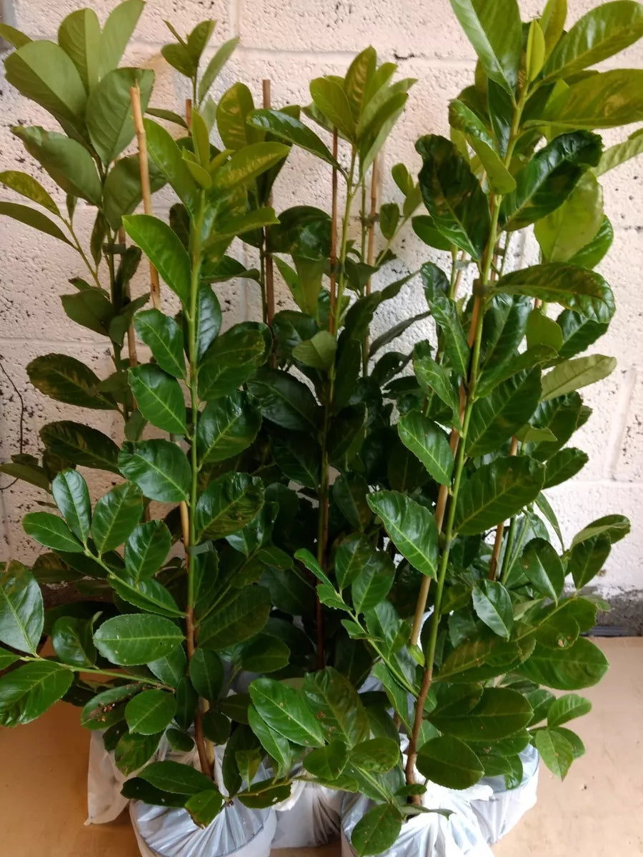 6X CHERRY LAUREL HEDGING PLANTS EVERGREEN TREES SHRUBS HARDY 2LT POT 3-4 FOOT Royalcart