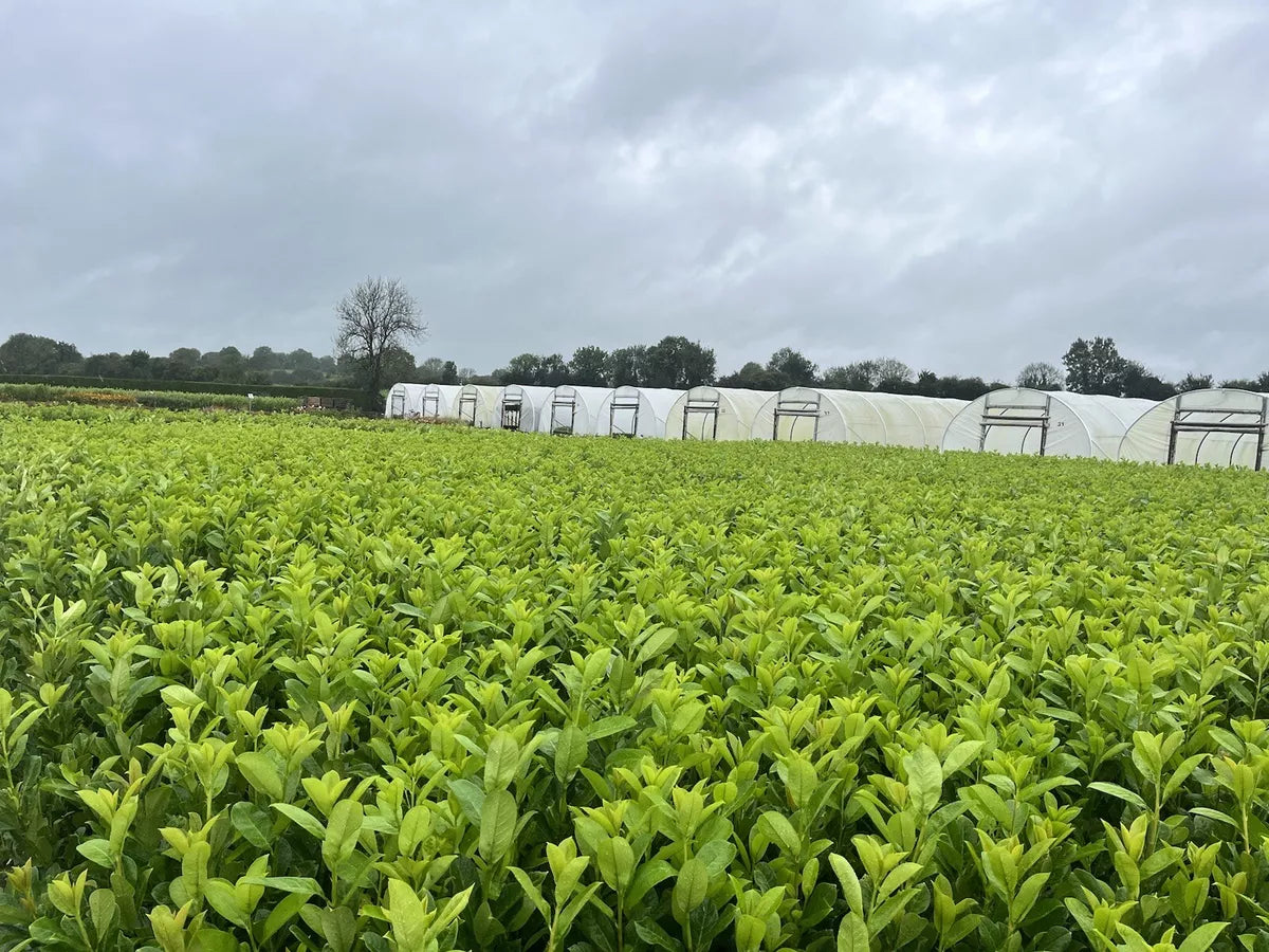 400 X Cherry Laurel Hedging 40-60cm SALE PRICES - Multi Stem 2L Potted