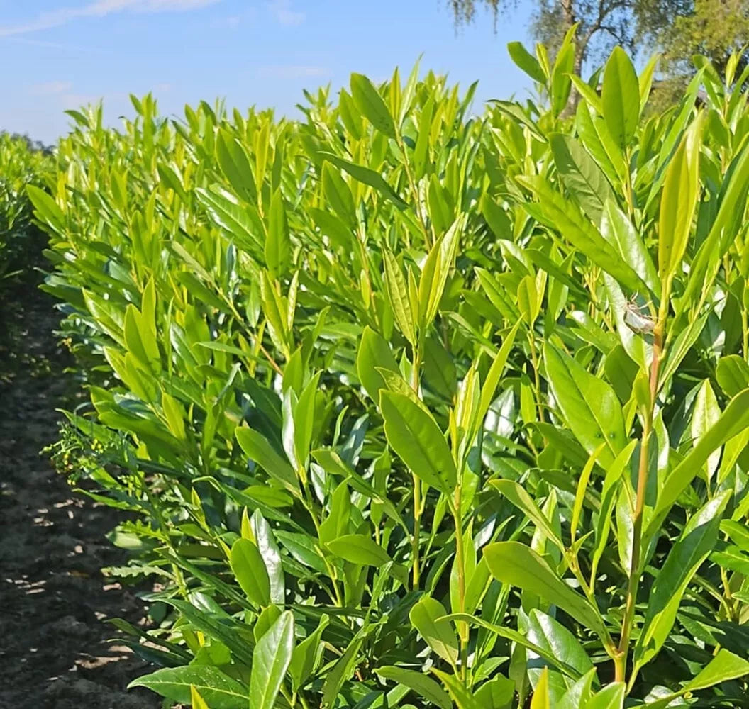 30xCherry Laurel Hedging 6ft Evergreen Plants Bare Root Multi Stem A+ Grade