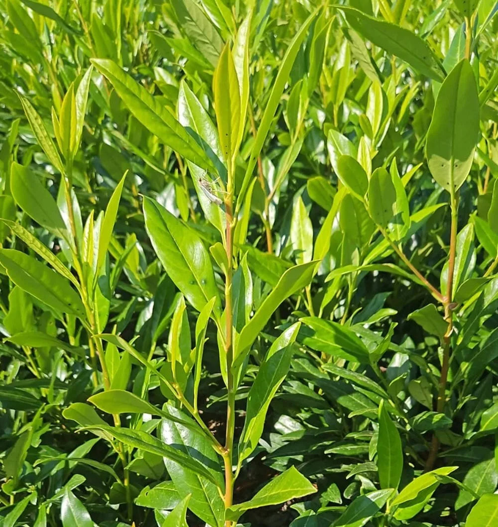 30xCherry Laurel Hedging 6ft Evergreen Plants Bare Root Multi Stem A+ Grade