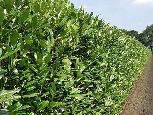 30xCherry Laurel Hedging 6ft Evergreen Plants Bare Root Multi Stem A+ Grade