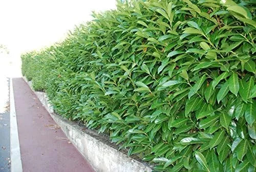5xCherry Laurel Hedging 6ft Evergreen Plants Bare Root Multi Stem A+ Grade