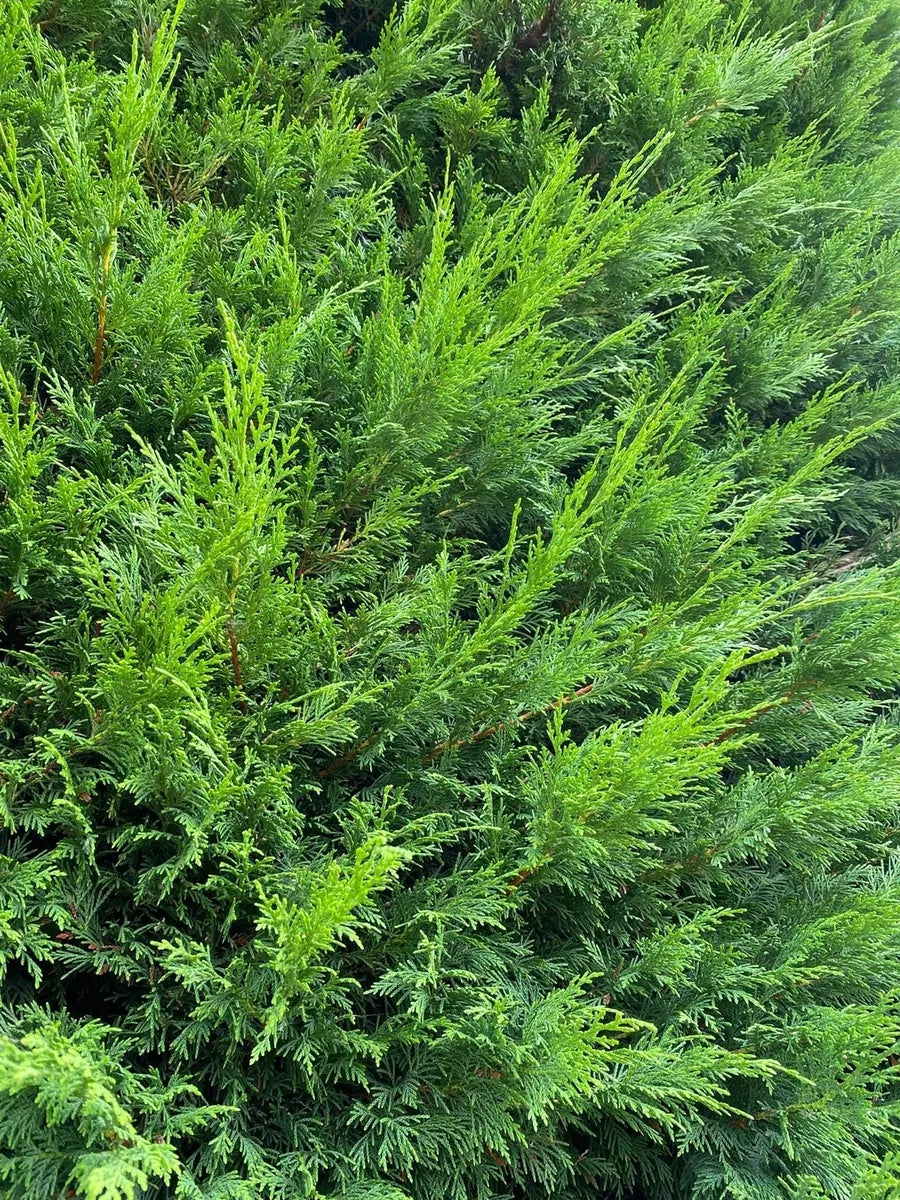 10 Green Leylandii Cupressocyparis Leylandii Hedging Trees 3-4ft in 3 Litre Pots
