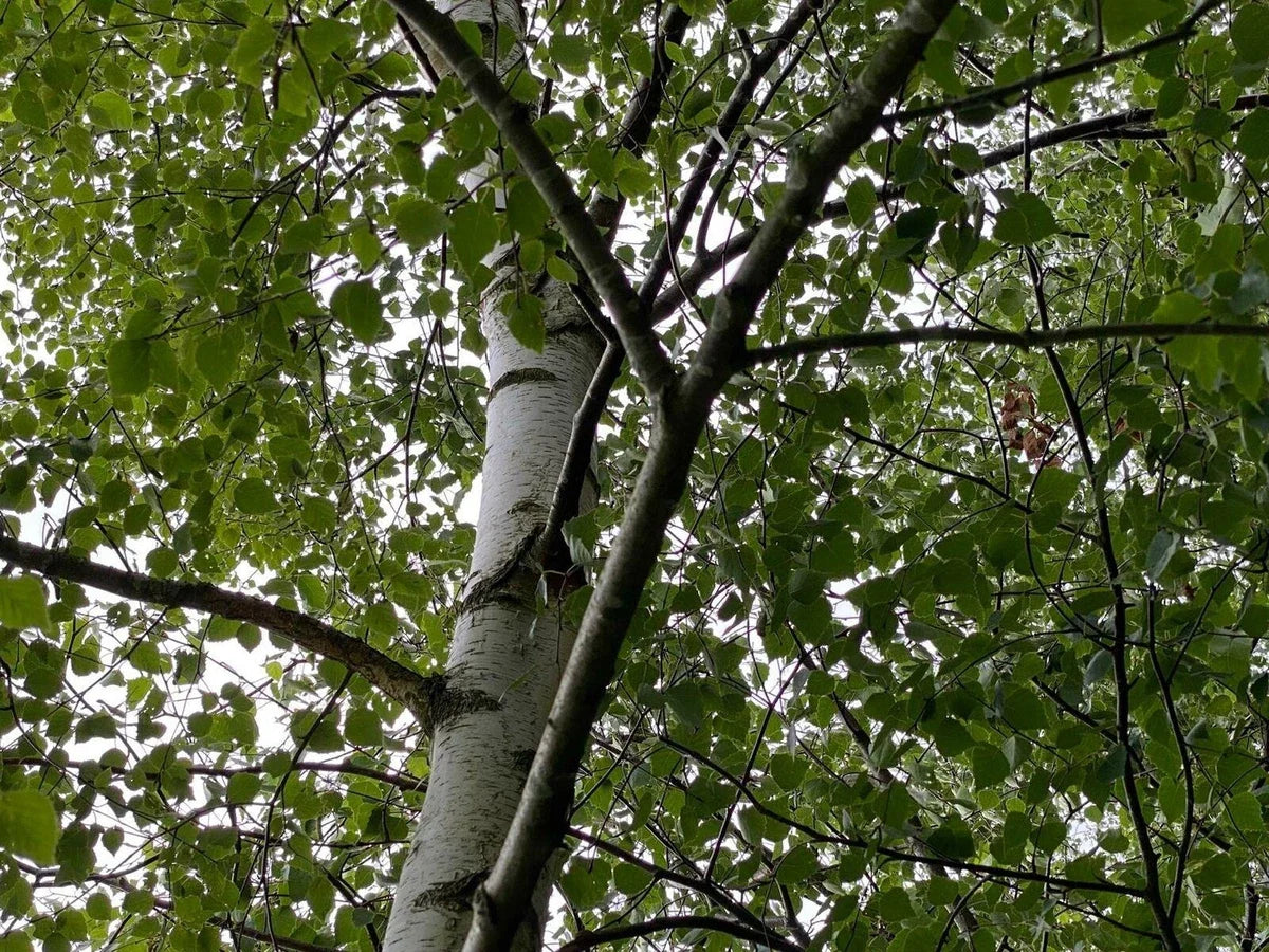 Silver Birch 5-6ft Stunning Mature Specimen Trees, Betula Pendula Bare Root