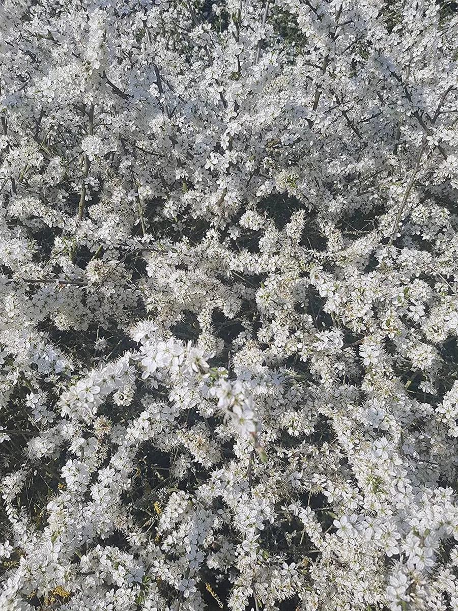 2-3ft Blackthorn Hedge Plants native bare root hedging