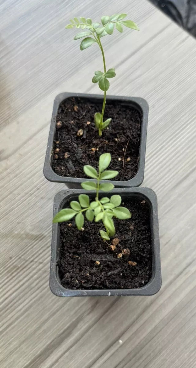 1 x Curry leaf plant seedlings UK indoor herb Royalcart