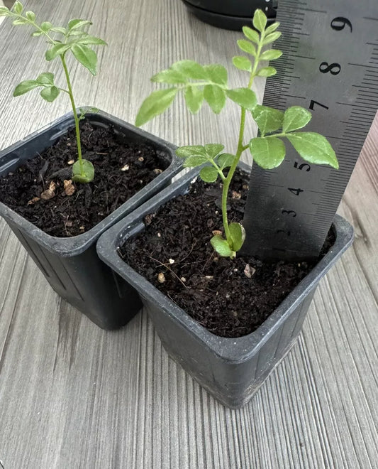 1 x Curry leaf plant seedlings UK indoor herb Royalcart