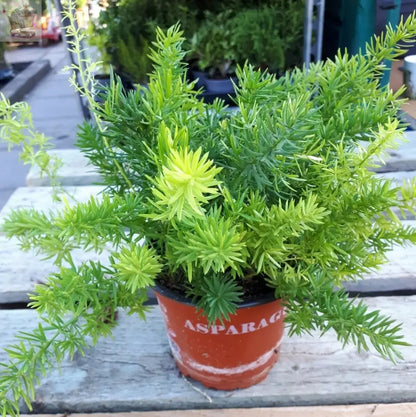 1 Asparagus Fern Sprengeri Trailing House Office Plant in 12cm pot. Gearcourt