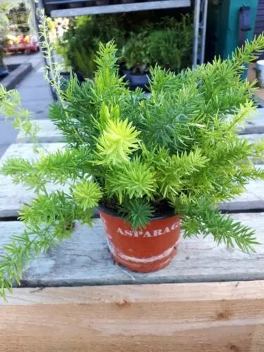 1 Asparagus Fern Sprengeri Trailing House Office Plant in 12cm pot. Gearcourt