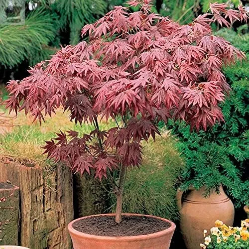 1 X ACER 'ATROPURPUREUM' PURPLE JAPANESE MAPLE TREE SHRUB GARDEN PLANT IN POT Royalcart