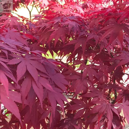 1 X ACER 'ATROPURPUREUM' PURPLE JAPANESE MAPLE TREE SHRUB GARDEN PLANT IN POT Royalcart