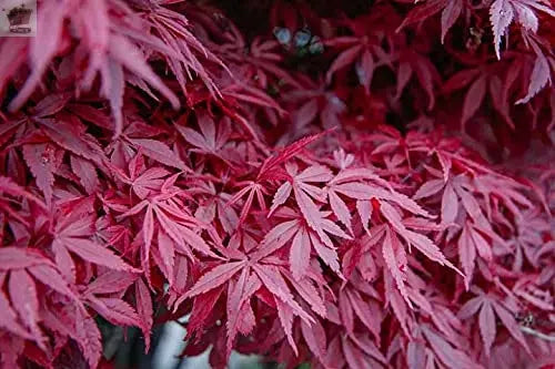 1 X ACER 'ATROPURPUREUM' PURPLE JAPANESE MAPLE TREE SHRUB GARDEN PLANT IN POT Royalcart