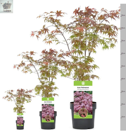 1 X ACER 'ATROPURPUREUM' PURPLE JAPANESE MAPLE TREE SHRUB GARDEN PLANT IN POT Royalcart