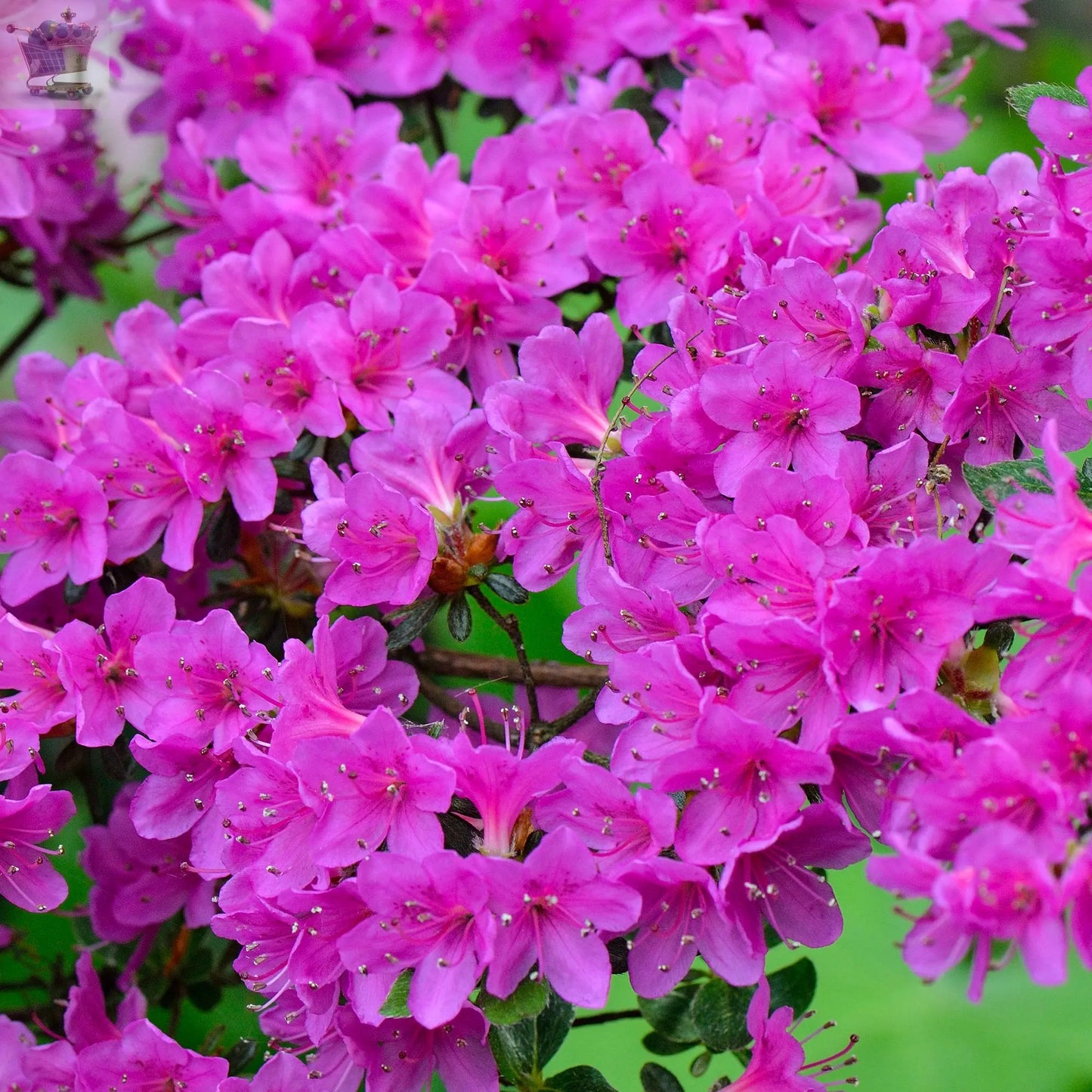 1 X Azalea 'Geisha Purple' Japanese Evergreen Shrub Hardy Plant in Pot Royalcart