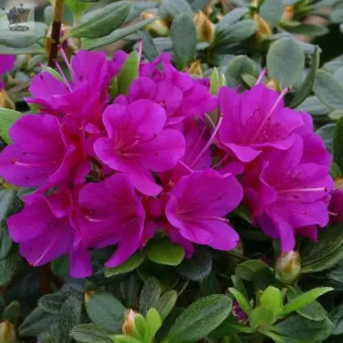 1 X Azalea 'Geisha Purple' Japanese Evergreen Shrub Hardy Plant in Pot Royalcart