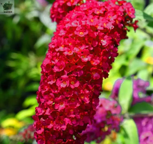 1 X BUDDLEIA DAVIDII 'ROYAL RED' DECIDUOUS SHRUB HARDY GARDEN PLANT IN POT Royalcart