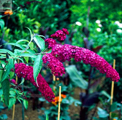 1 X BUDDLEIA DAVIDII 'ROYAL RED' DECIDUOUS SHRUB HARDY GARDEN PLANT IN POT Royalcart