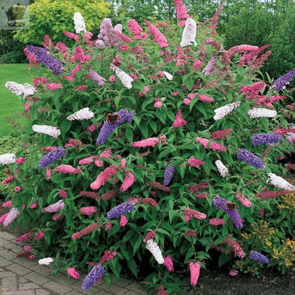 1 X BUDDLEIA TRICOLOUR BUTTERFLY BUSH MIXED COLOURS Gearcourt