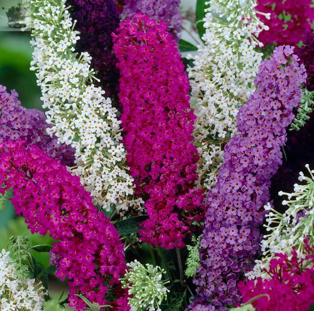 1 X BUDDLEIA TRICOLOUR BUTTERFLY BUSH MIXED COLOURS Gearcourt