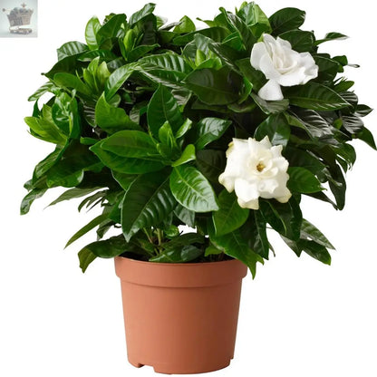 1 X GARDENIA JASMINOIDES CAPE JASMINE HEALTHY ORNAMENTAL INDOOR PLANT IN POT Gearcourt