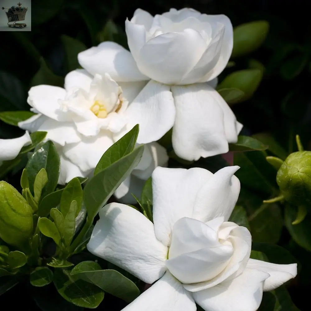 1 X GARDENIA JASMINOIDES CAPE JASMINE HEALTHY ORNAMENTAL INDOOR PLANT IN POT Gearcourt