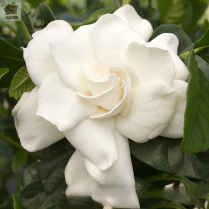 1 X GARDENIA JASMINOIDES CAPE JASMINE HEALTHY ORNAMENTAL INDOOR PLANT IN POT Gearcourt