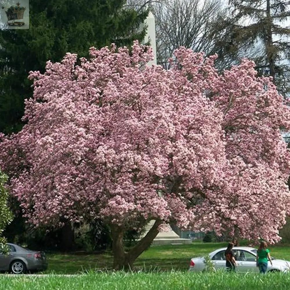 1 X MAGNOLIA 'SUSAN' DECIDUOUS BUSHY SHRUB Royalcart