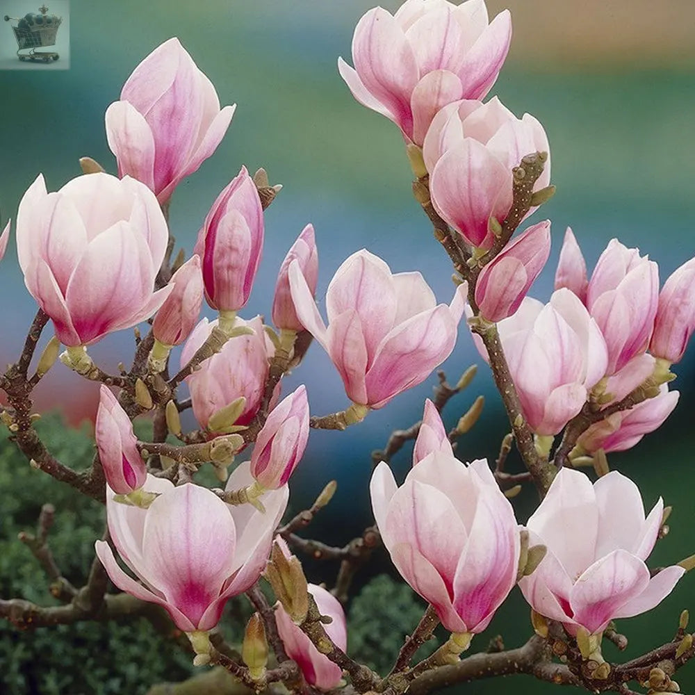 1 X MAGNOLIA 'SUSAN' DECIDUOUS BUSHY SHRUB Royalcart