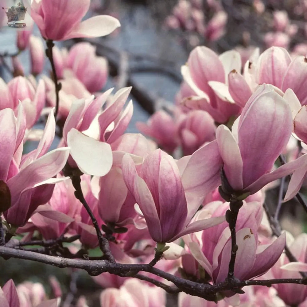 1 X MAGNOLIA 'SUSAN' DECIDUOUS BUSHY SHRUB Royalcart