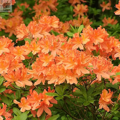 1 X ORANGE AZALEA JAPANESE EVERGREEN SHRUB HARDY GARDEN PLANT IN POT Gearcourt