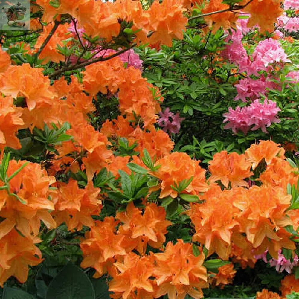 1 X ORANGE AZALEA JAPANESE EVERGREEN SHRUB HARDY GARDEN PLANT IN POT Gearcourt