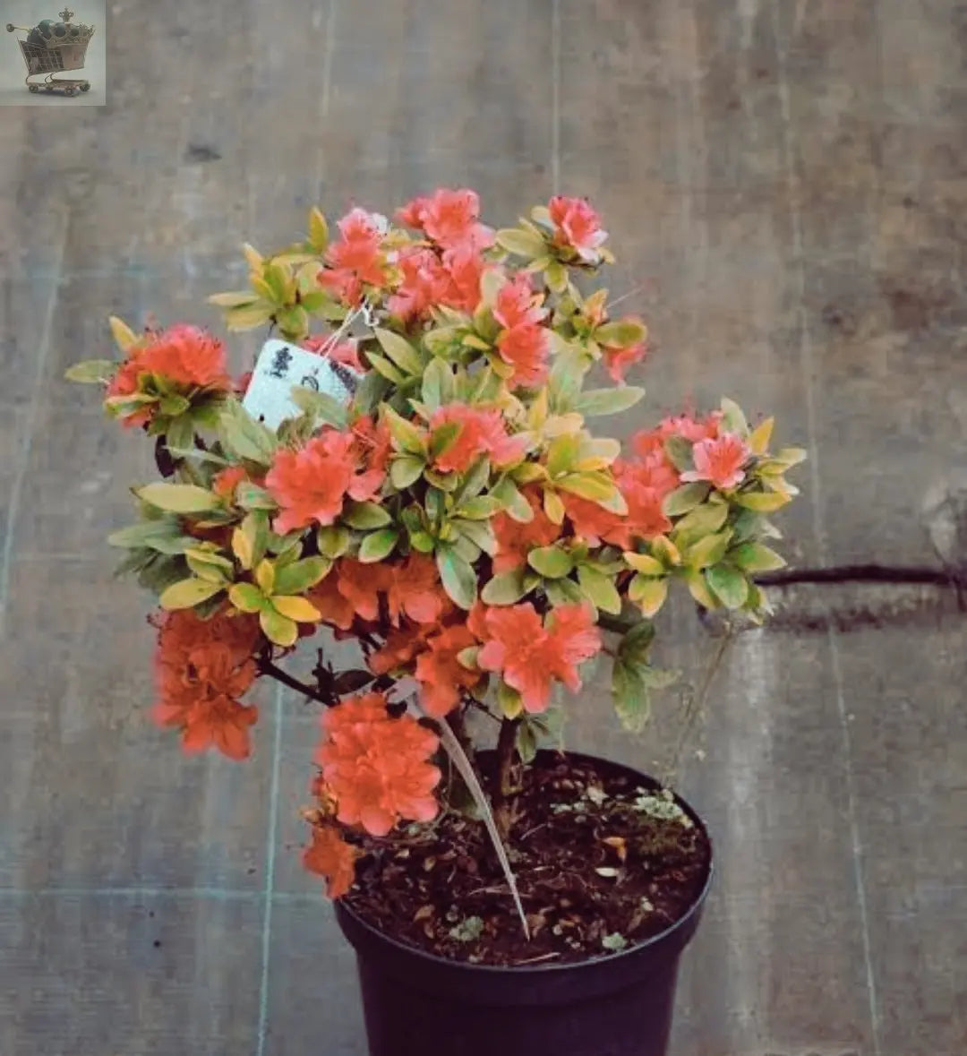 1 X ORANGE AZALEA JAPANESE EVERGREEN SHRUB HARDY GARDEN PLANT IN POT Gearcourt