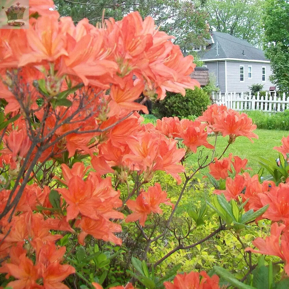 1 X ORANGE AZALEA JAPANESE EVERGREEN SHRUB HARDY GARDEN PLANT IN POT Gearcourt