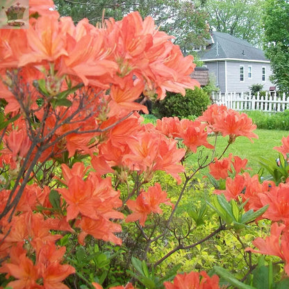 1 X ORANGE AZALEA JAPANESE EVERGREEN SHRUB HARDY GARDEN PLANT IN POT Gearcourt