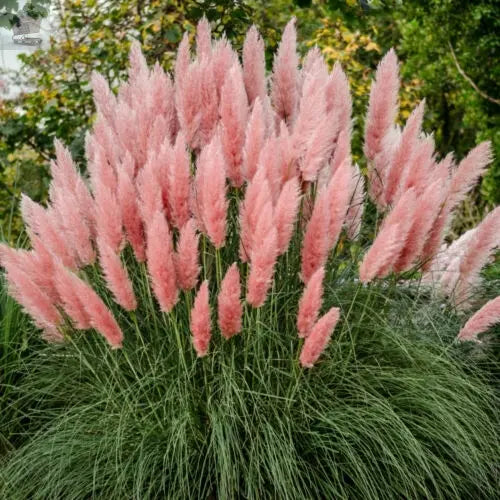 1 X PINK ROSEA CORTADERIA SELLOANA PAMPAS GRASS PUMILA TALL FEATHERY DECORATIVE Royalcart