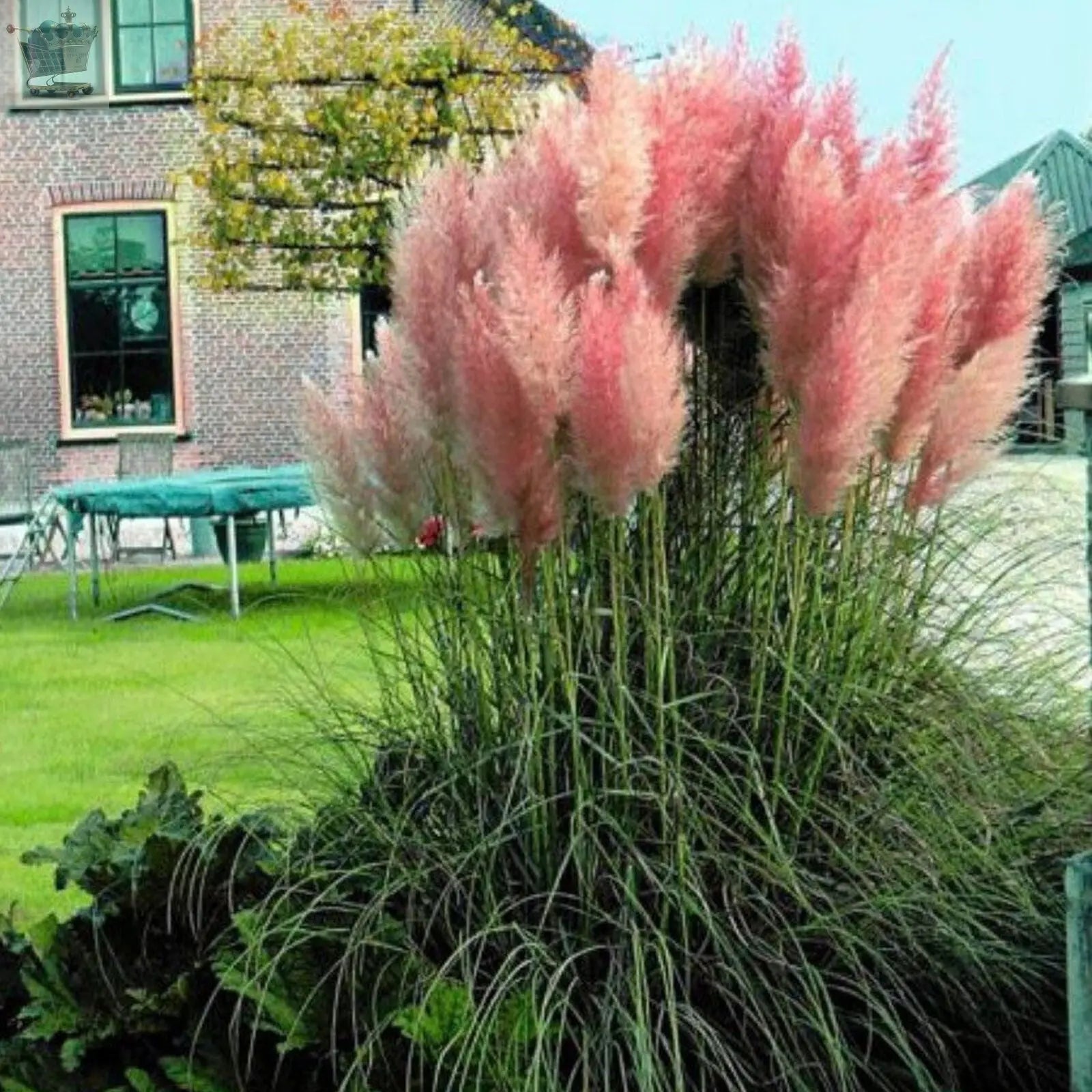 1 X PINK ROSEA CORTADERIA SELLOANA PAMPAS GRASS PUMILA TALL FEATHERY DECORATIVE Royalcart