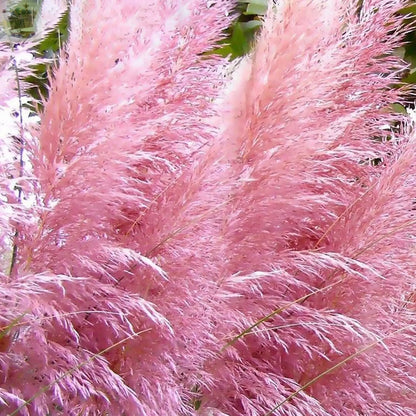 1 X PINK ROSEA CORTADERIA SELLOANA PAMPAS GRASS PUMILA TALL FEATHERY DECORATIVE Royalcart