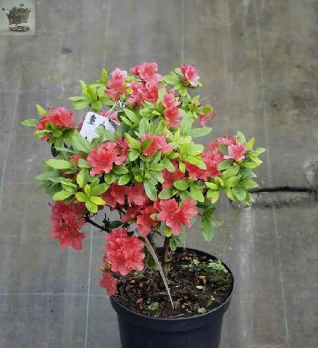 1 X RED AZALEA JAPANESE EVERGREEN SHRUB HARDY GARDEN PLANT IN POT Gearcourt