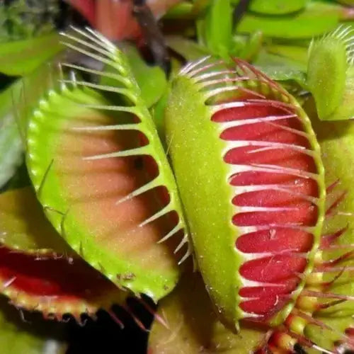 1 X VENUS FLY TRAP DIONAEA MUSCIPULA CARNIVOROUS HEALTHY INDOOR PLANT IN POT Royalcart