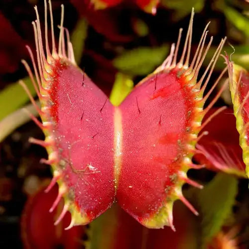 1 X VENUS FLY TRAP DIONAEA MUSCIPULA CARNIVOROUS HEALTHY INDOOR PLANT IN POT Royalcart